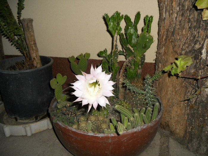  - cactusii mei infloriti