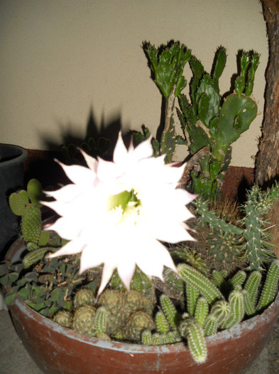  - cactusii mei infloriti