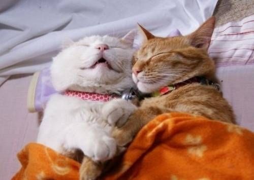  - Cele mai ciudate pozitii de dormit pentru pisici