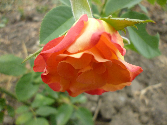 P1010004 - Vara 2012