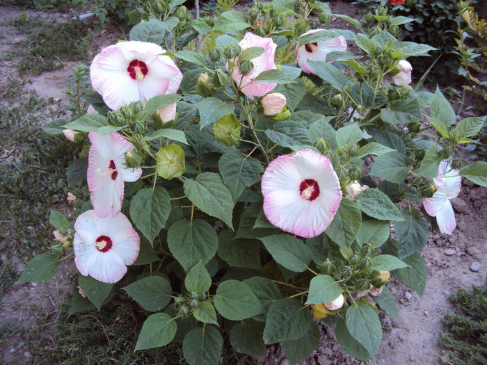 DSC08056 - Hibiscus de gradina