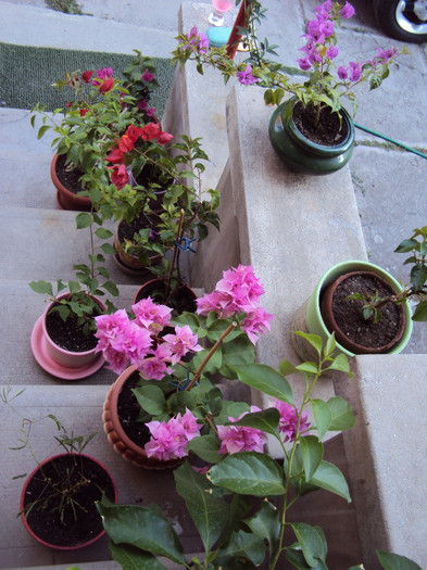 DSC08048 - Bougainvillea- un nou sezon