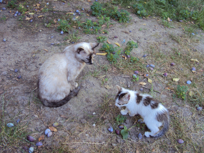 Noroc cu Persis, sunt prietene - Catei si pisicei