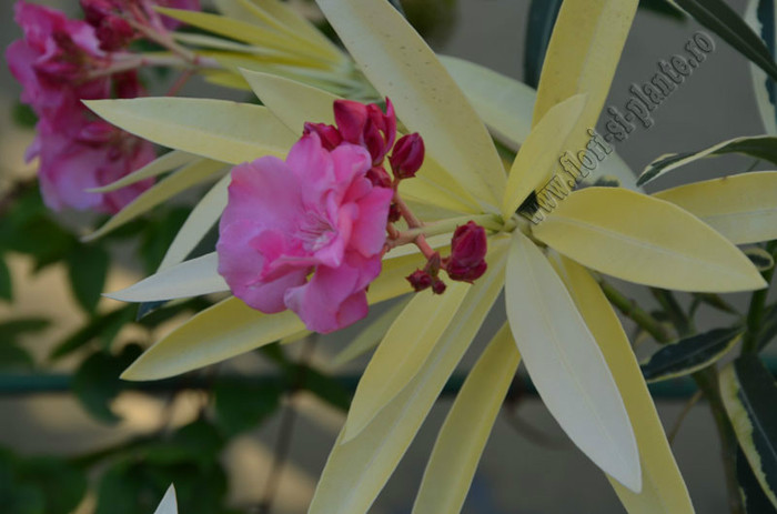 Leandru Roseum Variegatum; 2012
