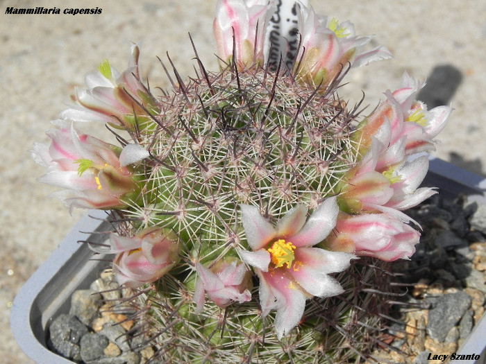 Mammillaria capensis
