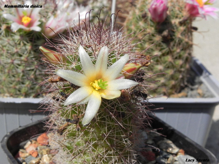 Mammillaria dioica