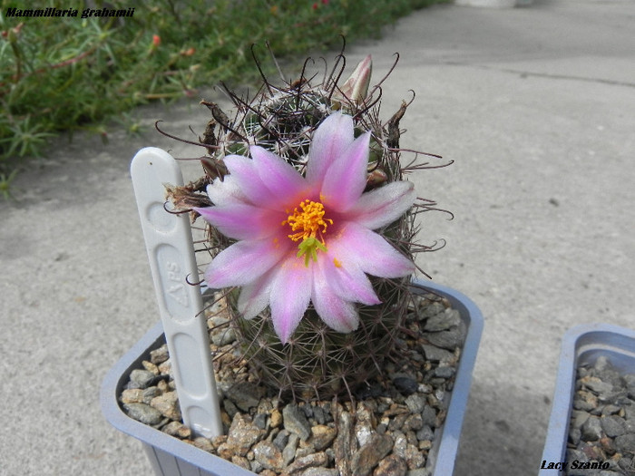 Mammillaria grahamii