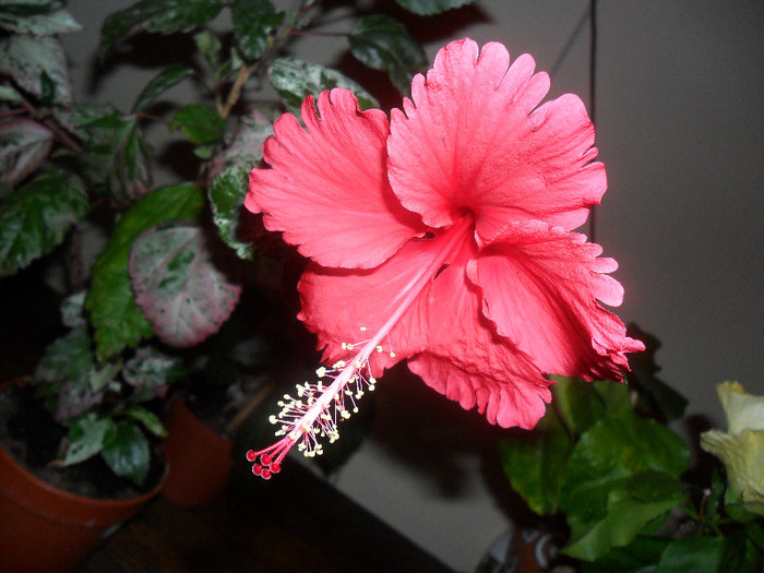 Hibiscus Cooperi Rose Flake