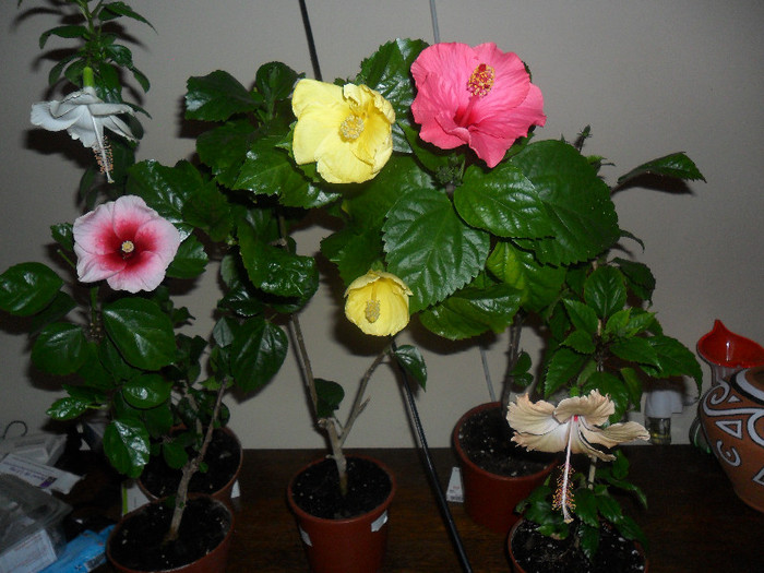 Hibiscus grup