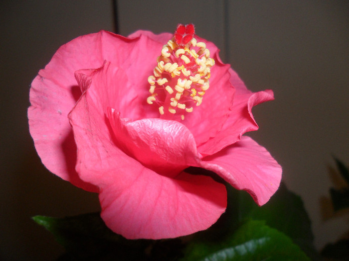 Hibiscus roz de Arad