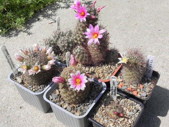 Mammillarii de Baja California - cactusi 2012
