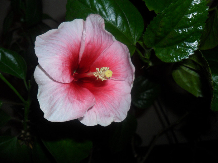 Hibiscus Yoder Camelia