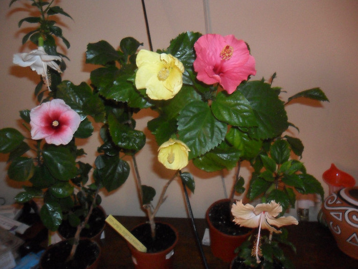 Hibiscus grup