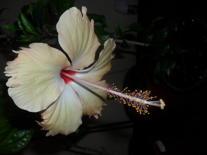 Hibiscus Fort de France ( Sprinkle Rain ) - Hibiscus 2012-1