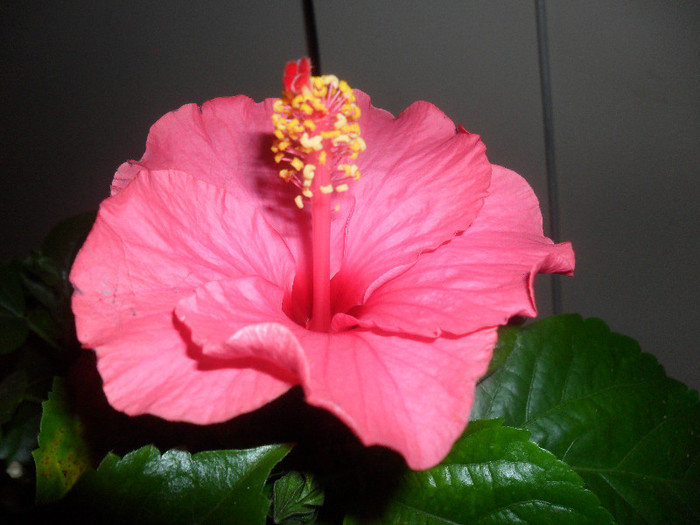 Hibiscus roz de Arad - Hibiscus 2012-1