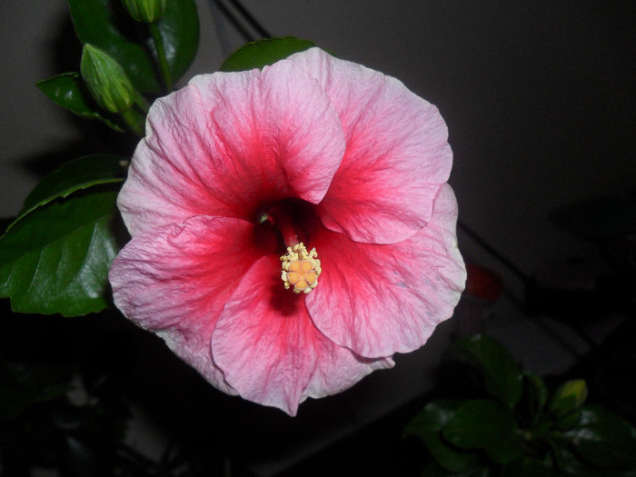 Hibiscus Yoder Camelia