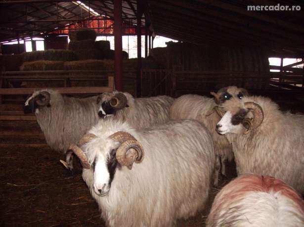 500-oi-mama-turcane-fotografii