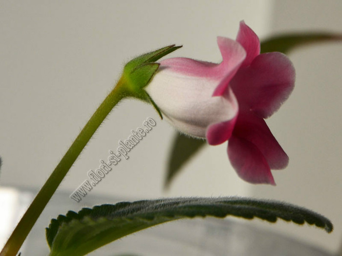 Sinningia Slipper Pink - GLOXINIA _ SINNINGIA