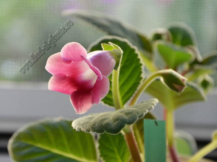 Sinningia Slipper Pink - GLOXINIA _ SINNINGIA