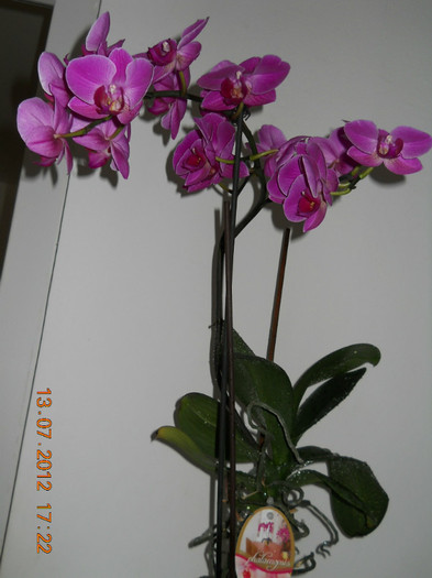 18,07.2012 002 - ORHIDEE 2012