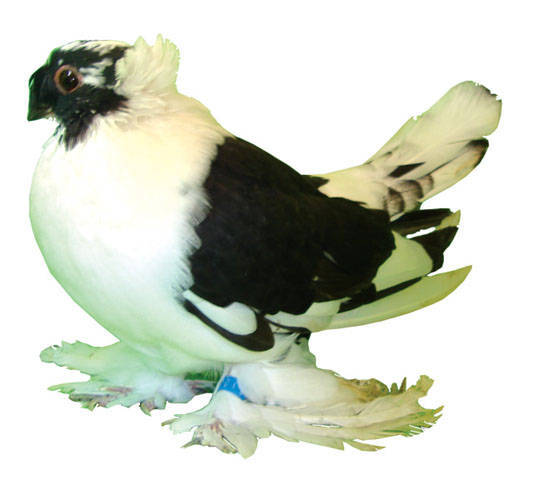 jucdebucovina