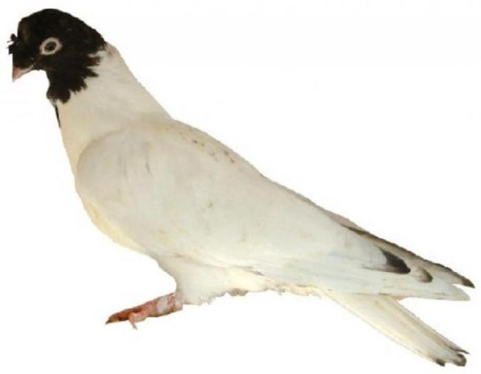 jucdeiasi2