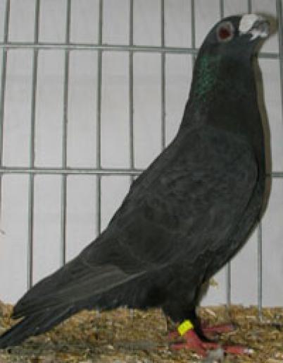 porumbel_dragon_negru - MULTE RASE DE PORUMBEI
