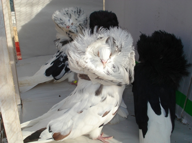 pgulerati1
