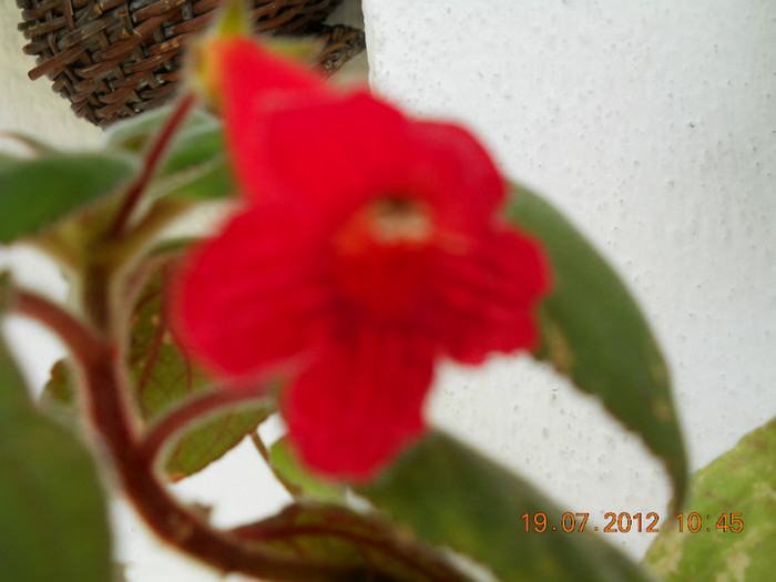 eriantha - ACHIMENES- KOHLERIA SI EUCODONIA