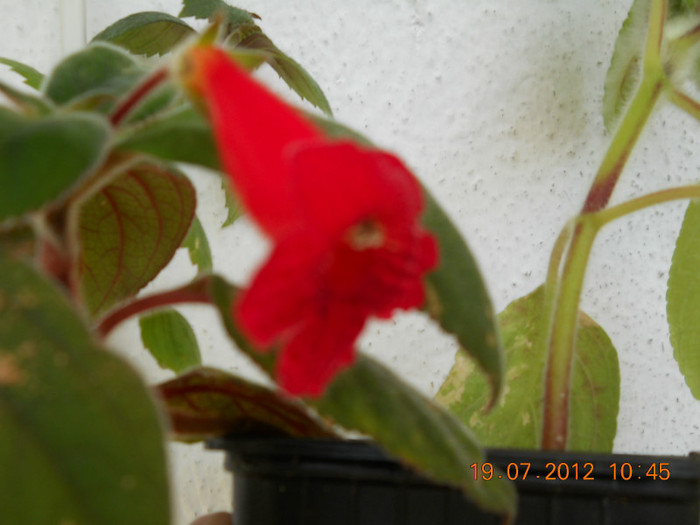 18,07.2012 015 - ACHIMENES- KOHLERIA SI EUCODONIA