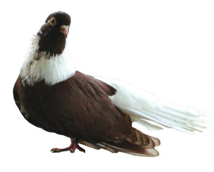 visiniucodalbrom1