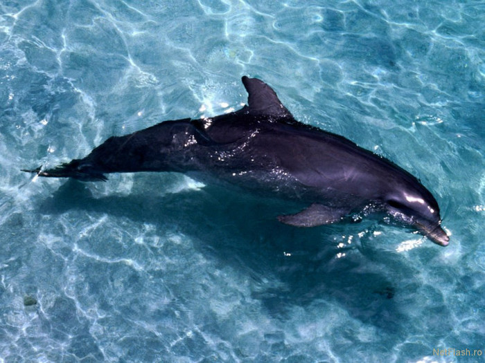 delfin11 - poze cu delfini