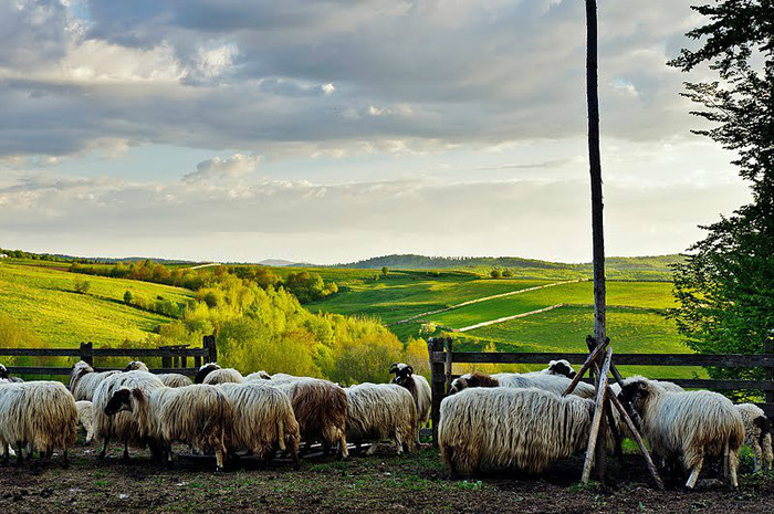 561101_326977914030502_1414012634_n