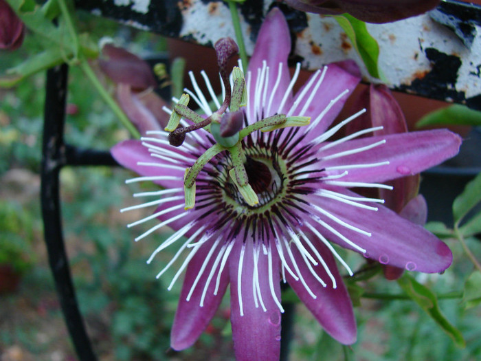 Passiflora Victoria - Minunate prin ghivece
