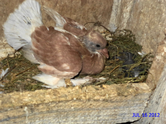 DSC00247 - Porumbeii mei 2012