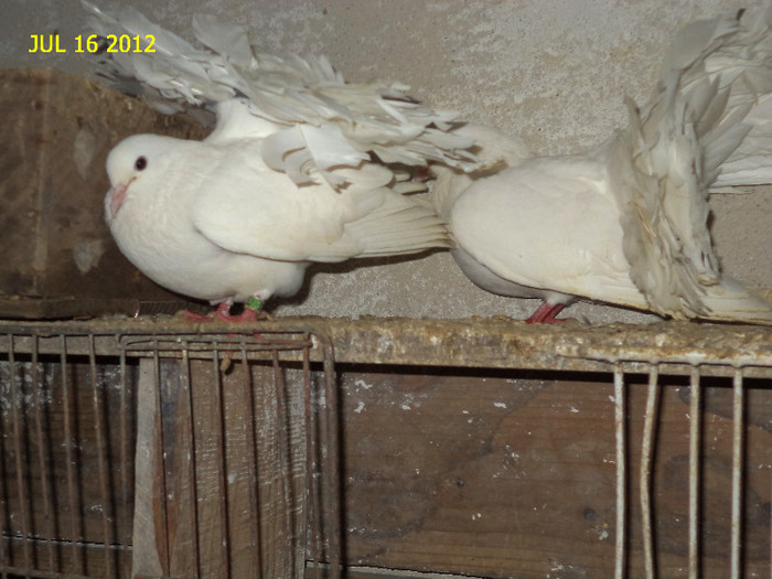 DSC00255 - Porumbeii mei 2012