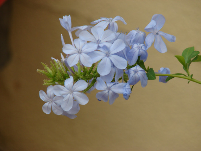 Plumbago