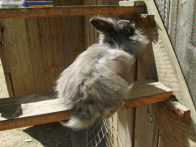 Angora de vanzare 006; Mascul francez
