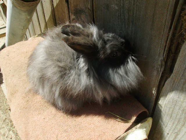 Angora de vanzare 009; Mascul
