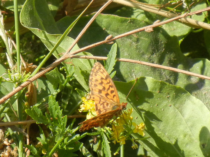 Brenthis daphne (2012, July 19) - Marbled Fritillary Butterfly