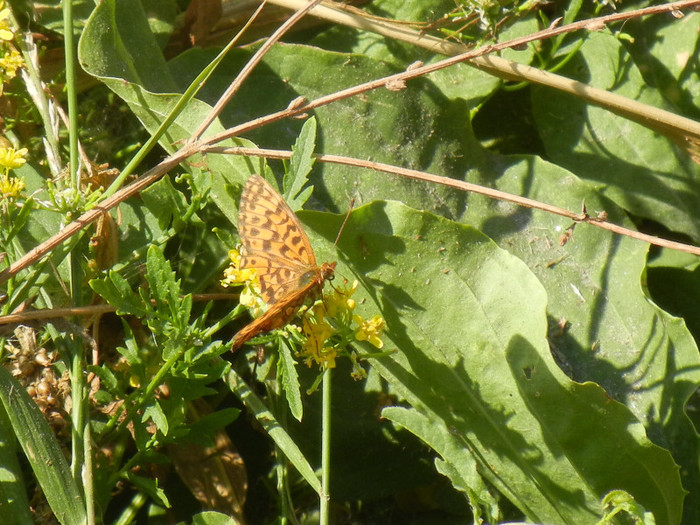Brenthis daphne (2012, July 19) - Marbled Fritillary Butterfly