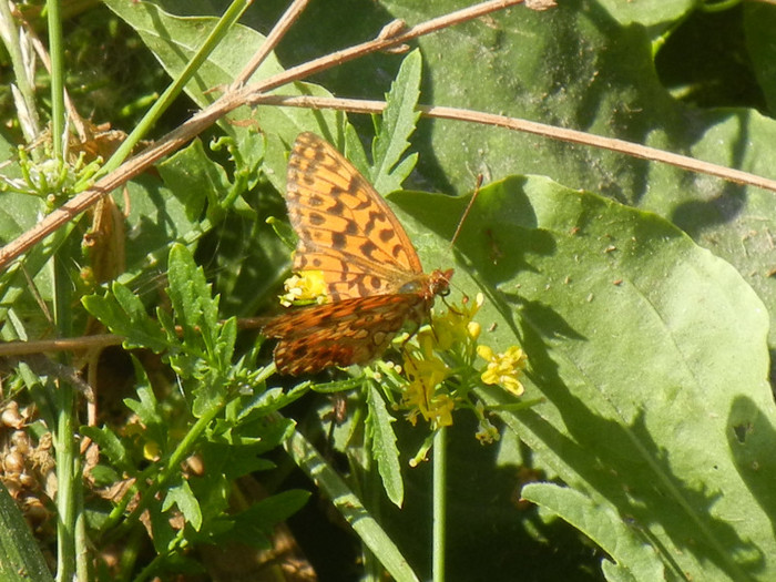 Brenthis daphne (2012, July 19) - Marbled Fritillary Butterfly