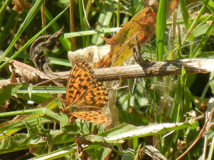 Marbled Fritillary (2012, July 19) - Marbled Fritillary Butterfly