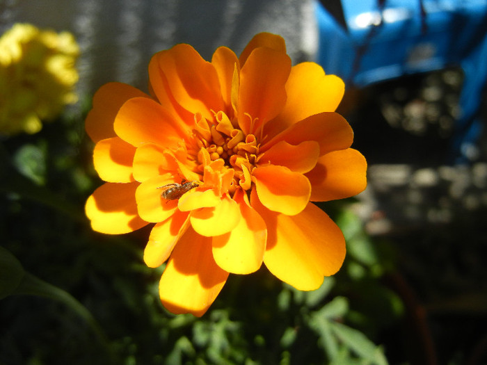 Tagetes_African Marigold (2012, Jul.19) - TAGETES Marigold