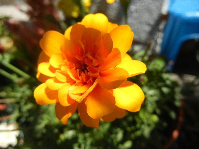 Tagetes_African Marigold (2012, Jul.19) - TAGETES Marigold