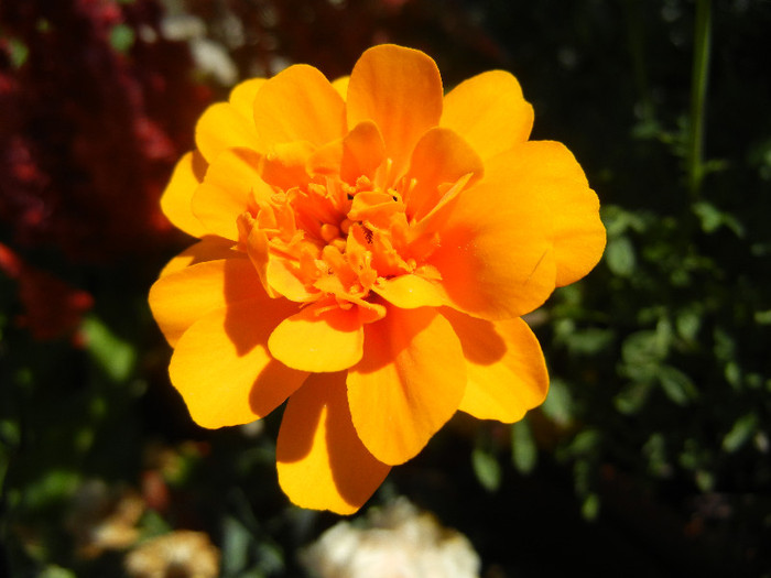 Tagetes_African Marigold (2012, Jul.19) - TAGETES Marigold