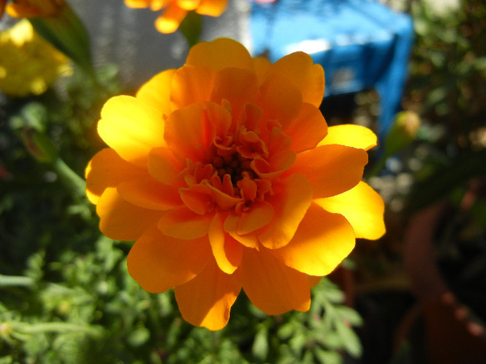 Tagetes_African Marigold (2012, Jul.19)