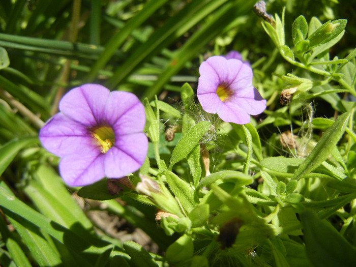 Calibrachoa Lavender (2012, July 19)