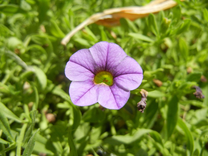 Calibrachoa Lavender (2012, July 19) - Calibrachoa Lavender