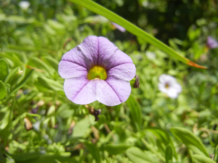 Calibrachoa Lavender (2012, July 19)